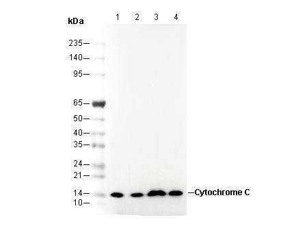 Cytochrome C Antibody