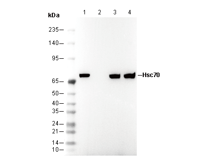 Hsc70 Antibody