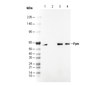 Fyn Antibody