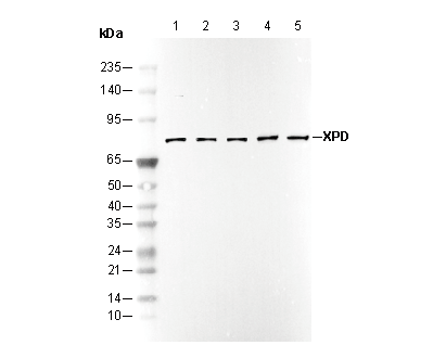 XPD Antibody
