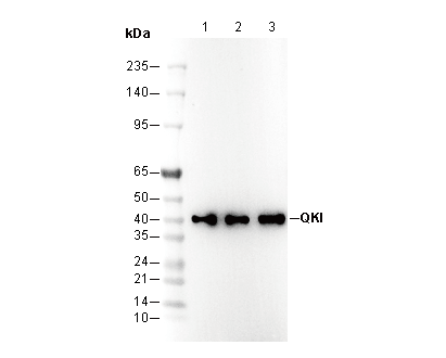 QKI Antibody