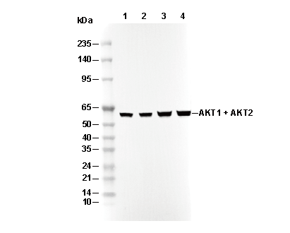 AKT1 + AKT2 Antibody