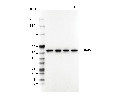TIP49A Antibody