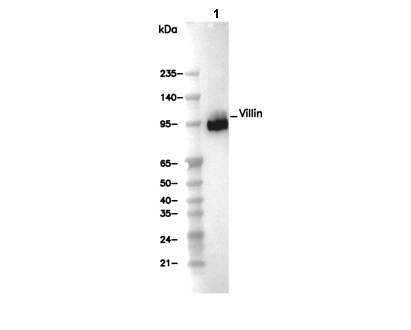 Villin Antibody