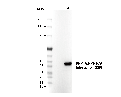 Phospho-PPP1A/PPP1CA (Thr320) Antibody