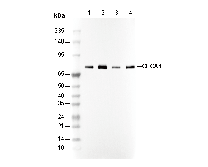 CLCA1 Antibody