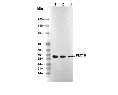 PEX19 Antibody