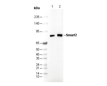 Smurf2 Antibody