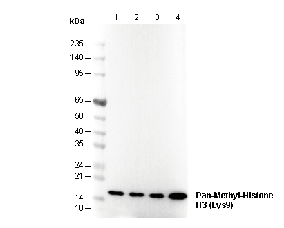 Histone H3 (pan methyl Lys9) Antibody
