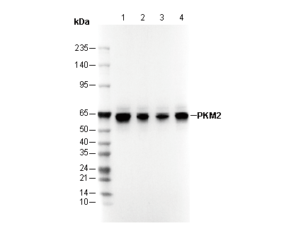PKM2 Antibody