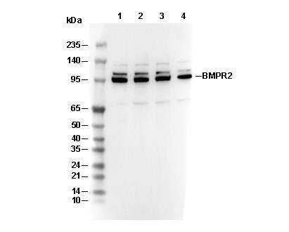 BMPR2 Antibody