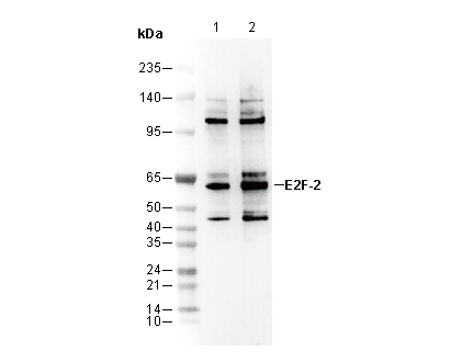 E2F-2 Antibody