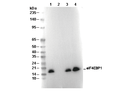 4E-BP1 Antibody