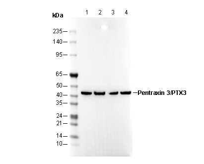 Pentraxin 3/PTX3 Antibody