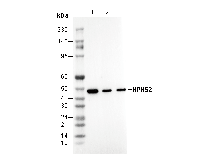 NPHS2 Antibody