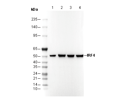 IRF4 Antibody
