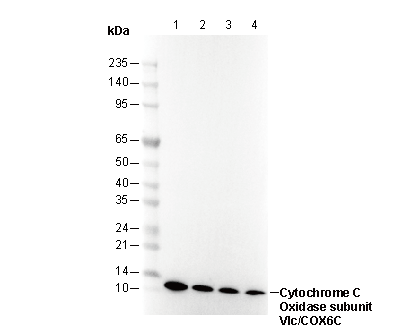 Cytochrome C Oxidase subunit VIc/COX6C Antibody