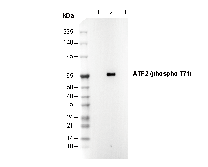 Phospho-ATF2 (Thr71) Antibody