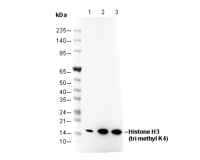 Histone H3 (tri methyl Lys4) Antibody