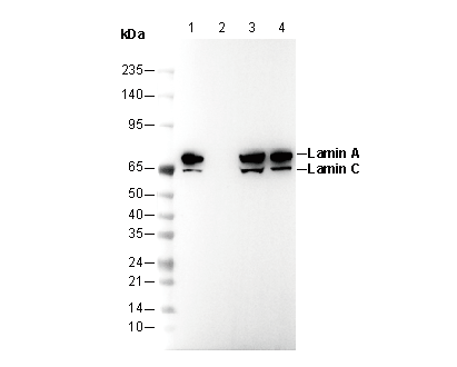 Lamin A + Lamin C Antibody