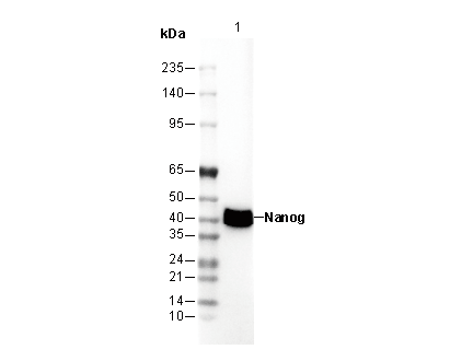 Nanog Antibody