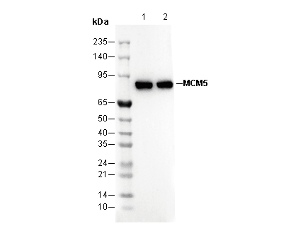 MCM5 Antibody