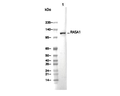 RASA1 Antibody