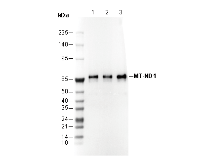 Cytokeratin 1 Antibody