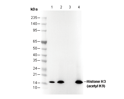 Acetyl-Histone H3 (Lys9) Antibody