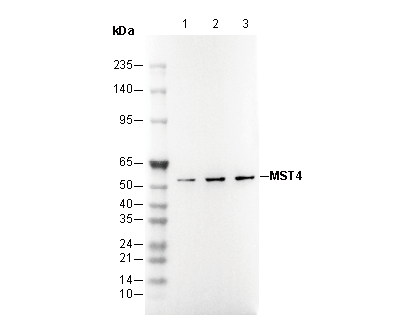 MST4 Antibody