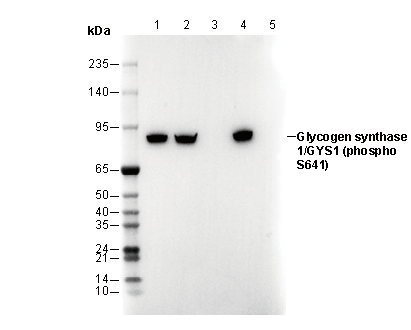 Phospho-Glycogen Synthase 1 (Ser641) Antibody