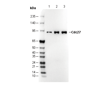 Cdc27 Antibody