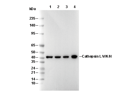 Cathepsin L/V/K/H Antibody