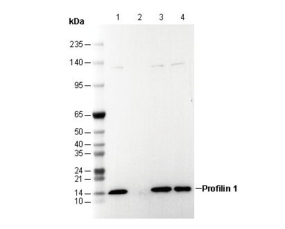 Profilin 1 Antibody