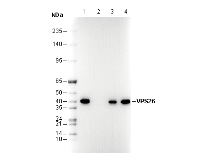 VPS26 Antibody
