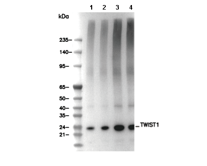 TWIST1 Antibody