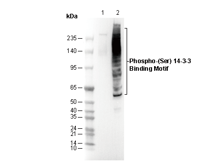 Phospho-(Ser) 14-3-3 Binding Motif Antibody