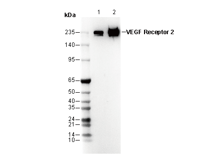 VEGF Receptor 2 Antibody