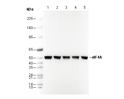 eIF4A Antibody