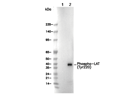 Phospho-LAT (Tyr220) Antibody