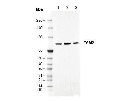 TGM2 Antibody