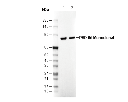 PSD-95 Antibody