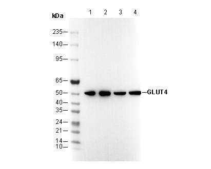GLUT4 Antibody