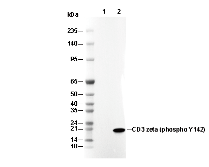 Phospho-CD3 ζ (Tyr142) Antibody