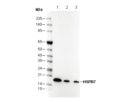 HSPB7 Antibody