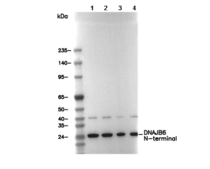 DNAJB6 N-terminal Antibody