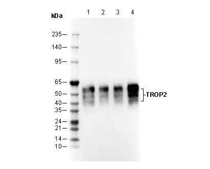 TROP2 Antibody