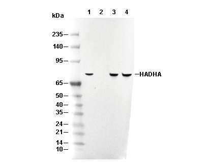 HADHA Antibody