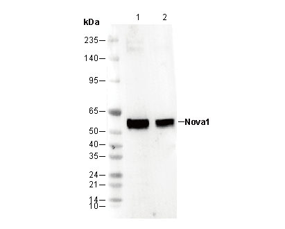 Nova1 Antibody