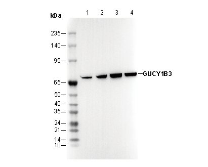 GUCY1B3 Antibody